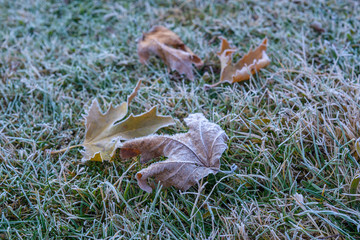 Kırağı kaplı çınar yaprağı