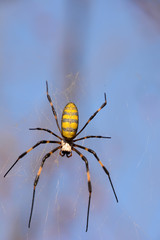 Silk Spider: Nephila clavata (an Oriental species of golden orb-weaving spider)