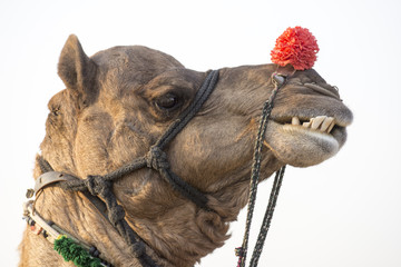 Close up of the head of a camel at the Pushkar Camel Festival, Pushkar, Rajasthan, India.