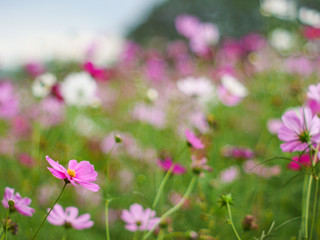 the  cosmos flower in the garden field on beautiful sunny day