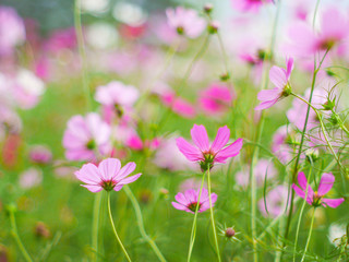 the  cosmos flower in the garden field on beautiful sunny day