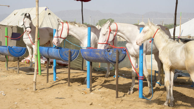 In Hindu weddings the groom customarily arrives riding a white horse, hence the prevalence of white horses at the Pushkar Camel Festival, Pushkar, Rajasthann, India.