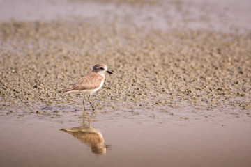 Lesser Sand Plover.