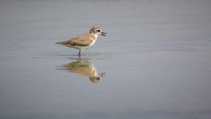 Lesser Sand Plover.