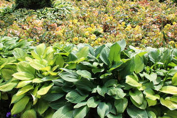 A flower bed of a variety of beautiful plants in the garden