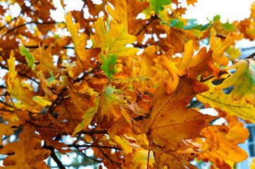 autumn yellow leaves, yellowed and reddened leaves of trees in autumn