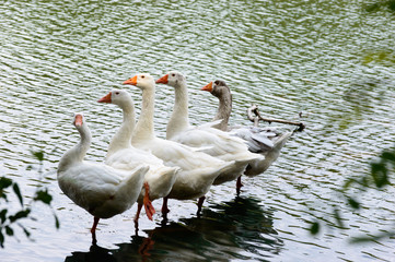 Five white geese standing on one leg lined up in a row in the water of a lake close view