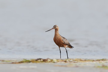 Bar-tailed godwit (Limosa lapponica)