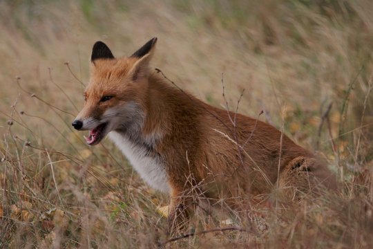 red fox