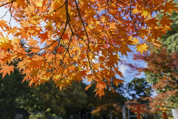Beautiful fall color near Hiyoshi Taisha