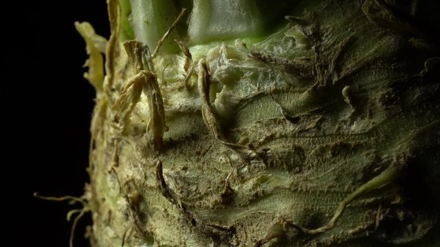 Celery root in rotation