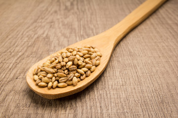 Barley cereal grain. Spoon and grains over wooden table.