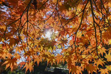 Beautiful fall color near Hiyoshi Taisha