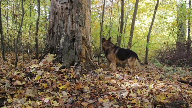dog sniffs the tree,A funny dog sniffs a tree in the woods and looks up at the tree