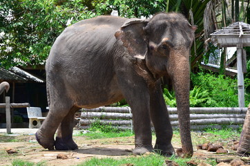ELEPHANT D'ASIE ILE DE KO PHA NGAN THAILANDE