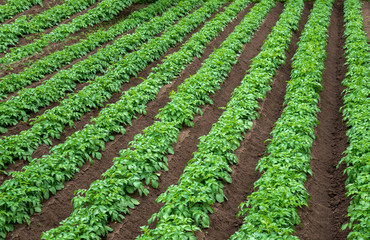 Fototapeta na wymiar Rows of young potato plants on the field