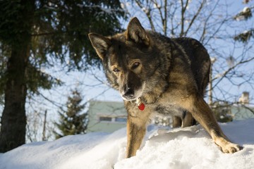 Fototapeta premium Dog enjoying the snow during winter. Slovakia