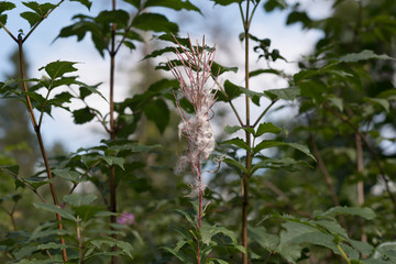 Blooming Willow herb Ivan tea fireweed Epilobium angustifolium background