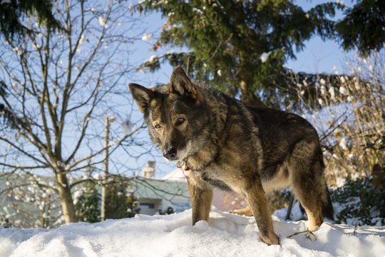 Dog enjoying the snow during winter. Slovakia