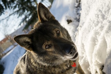Dog enjoying the snow during winter. Slovakia