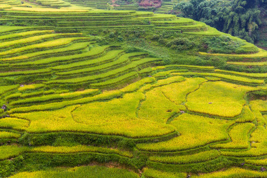 Rice fields in the Sapa mountain region, Vietnam