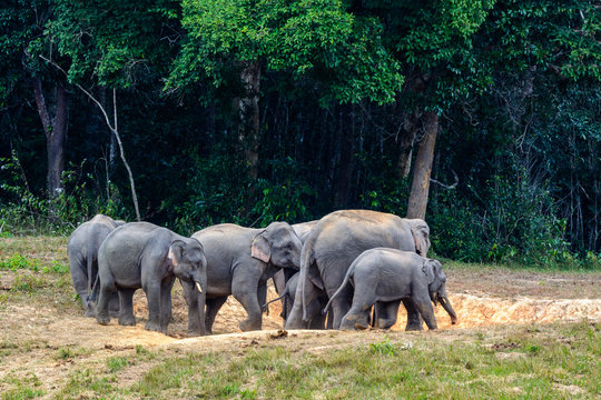 Asian elephant or Elephas maximus,  a small colony of elepphant were eating salt lick  in edge of forest with green trees background, Khao Yai National Park , Thailand.