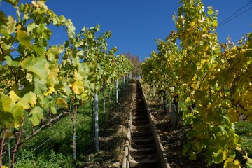 Naklejka premium Wandern, Schwarzwald, Weinberg, Urlaub, Reisen
