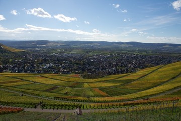 Wandern, Schwarzwald, Weinberg, Urlaub, Reisen