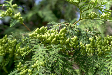branch of thuja with kidneys