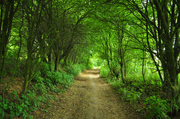 Obraz premium Mysterious nature path forest way