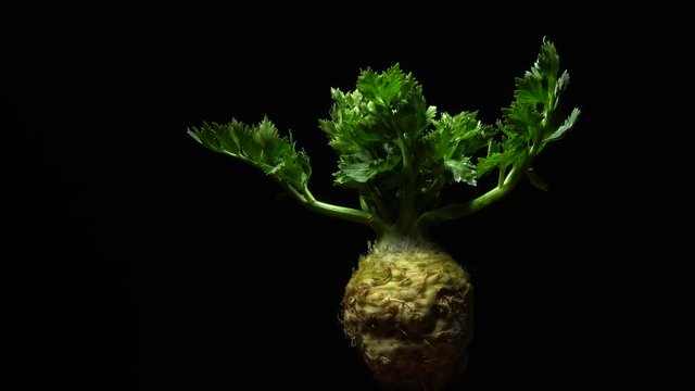 Celery root in rotation