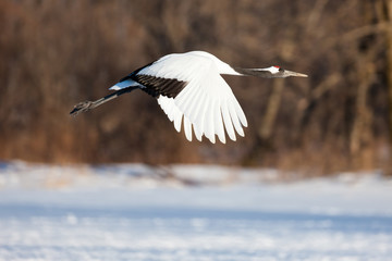 Japanese red head Tancho cranes in Hokkaido, Japan
