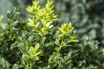 Detail of green buxus sempervirens shrub, branches with leaves