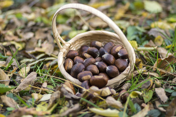 Group of sweet chestnuts spilled in the grass and autumn leaves, small wicker basket
