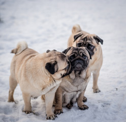 Obraz premium три подружки разговаривают на улице во время прогулки