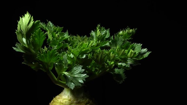 Celery root in rotation