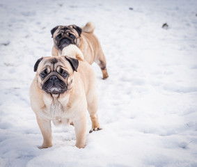  на фото изображены идущие на прогулку по снегу мопсы