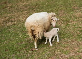 Obraz na płótnie Canvas Lamb Nursing from Mother Sheep
