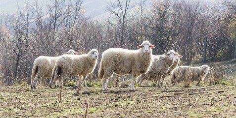 Fototapeta premium sheeps on pasture. sheep grazing