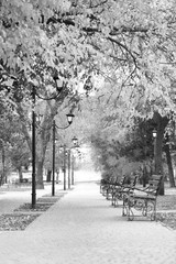 Picturesque view of empty park on autumn day, black and white effect