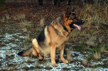 German shepherd dog