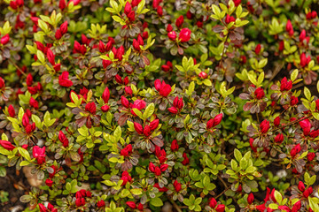 Obraz premium Floral background of azalea (rhododendron)