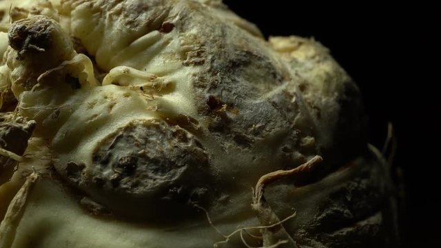 Celery root in rotation