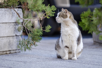 Portrait of city cat