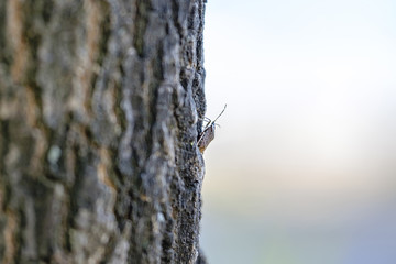 Wood beetle on the trunk of a tree 2