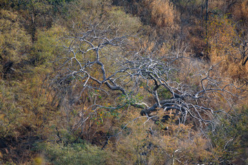 Landscape of Ranthambore, India. Dry forest