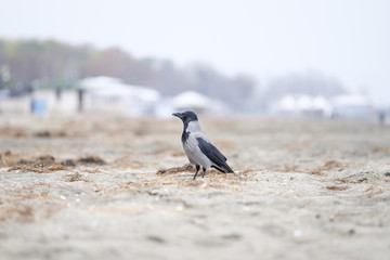 Crow on the sandy beach 2