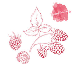 Ripe raspberries on a branch with leaves. Hand drawn harvest sketch set.  Engraved drawing. Design elements for banner, cover, label, package, promote.