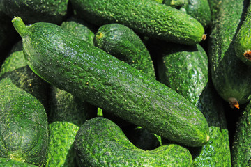 Pickles as background. Green pickle texture pattern.