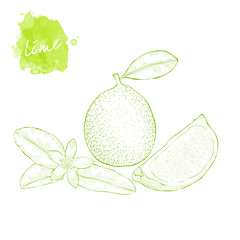 Lime, slice of lime and lime flower on white background.  Hand drawn harvest sketch set.  Engraved drawing. Design elements for banner, cover, label, package, promote.
